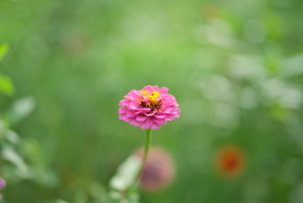 最短撮影距離付近で撮影したピンクの花のクローズアップ（開放F1.2）