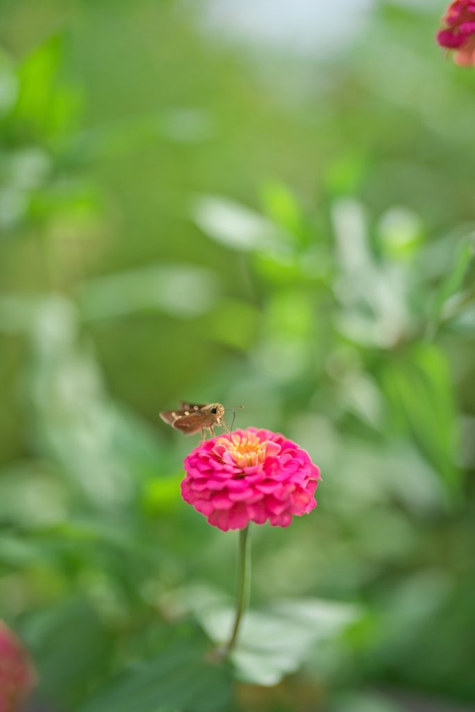 ピンクの花にとまる蝶の微細な質感まで捉えた開放F1.2描写