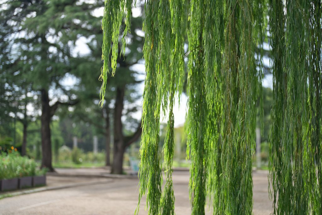枝垂れ柳の細い葉の繊細な解像感と背景のボケ味（開放F1.2）
