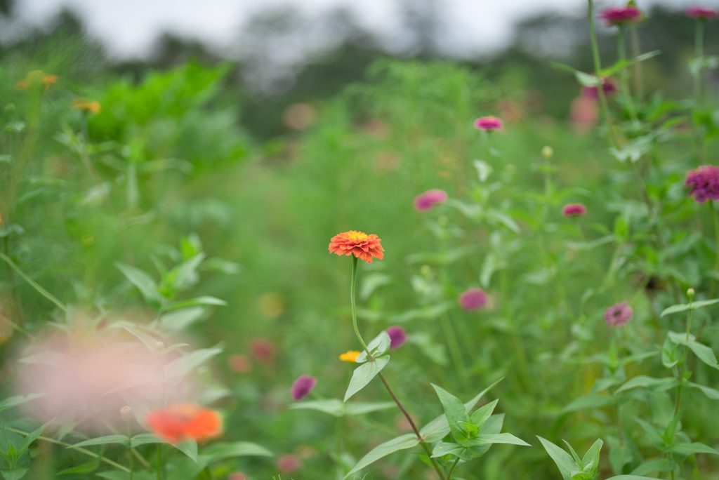 緑の中に咲くオレンジの花と柔らかな前ボケ・後ボケ（開放F1.2）