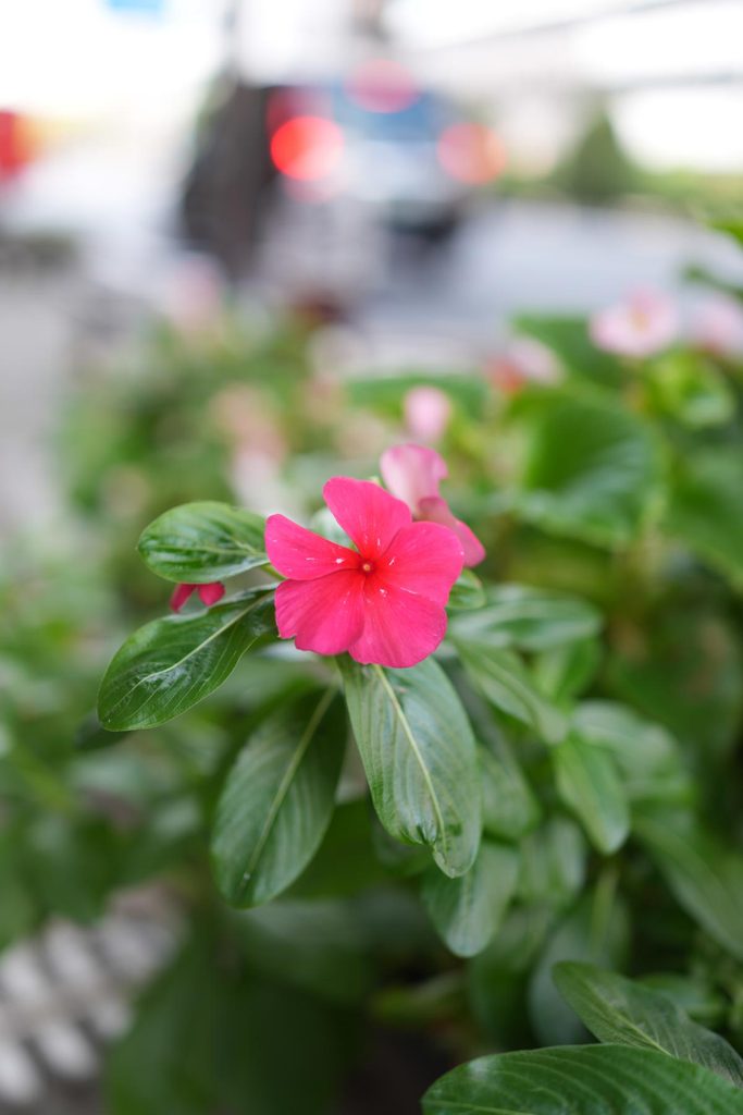 背景の玉ボケとピンクの花をクローズアップした作例