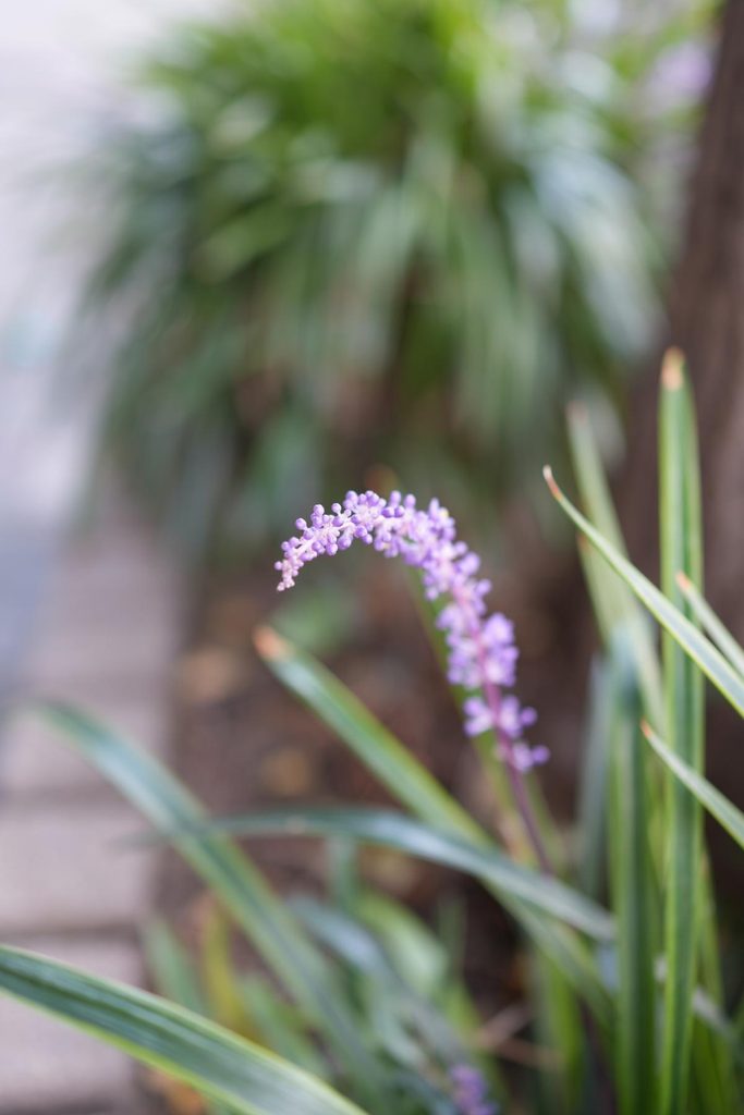 前後のボケを活かして薄紫の花を捉えた縦構図作例