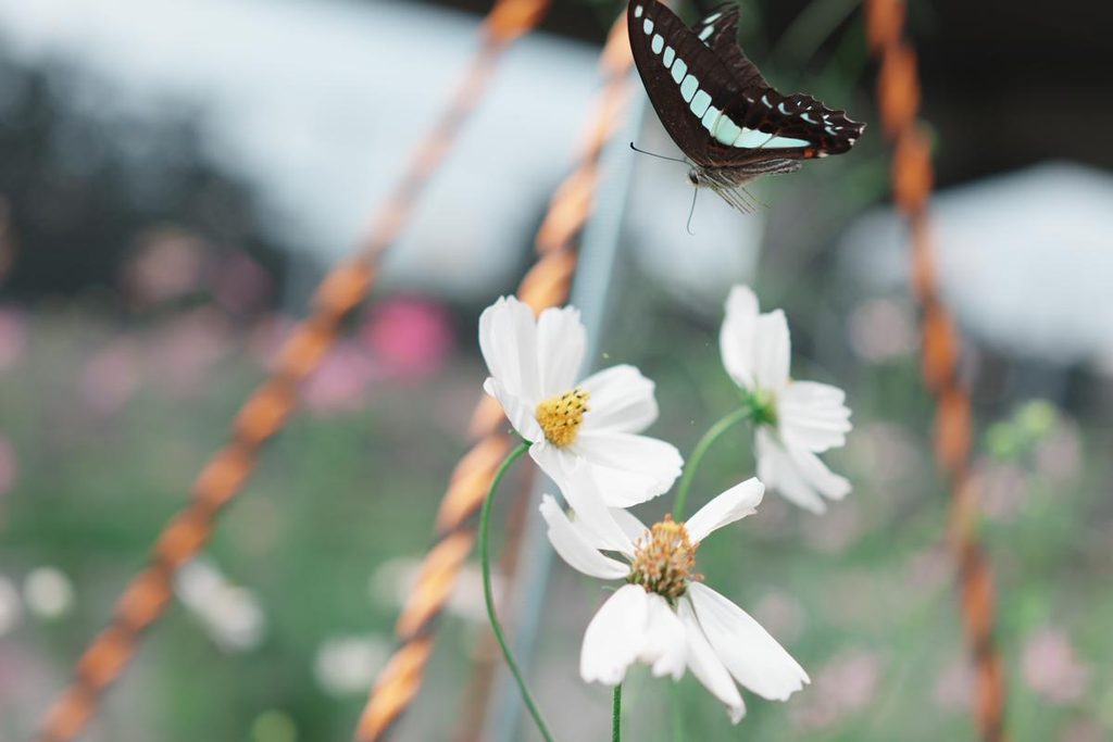 コスモスの花へ降り立とうと舞うアオスジアゲハの作例