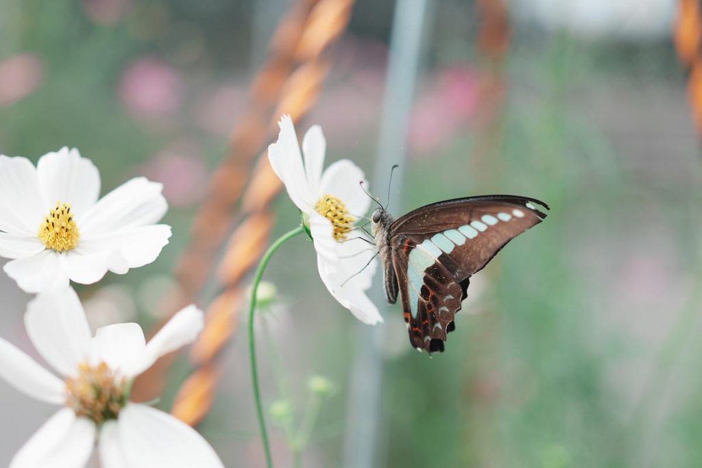 花の蜜を吸うアオスジアゲハを横から鮮明に捉えた作例